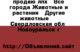 продаю лпх - Все города Животные и растения » Другие животные   . Свердловская обл.,Новоуральск г.